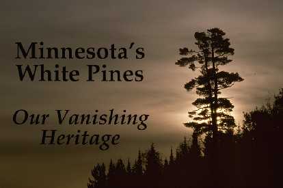 Minnesota's White Pines: Our Vanishing Heritage