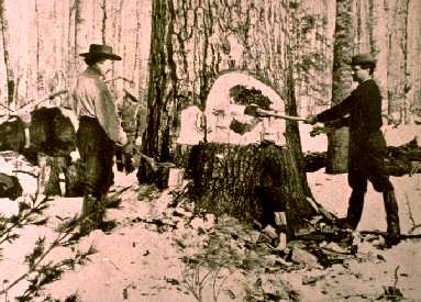 Lumberjacks chopping huge white pine in Minnesota