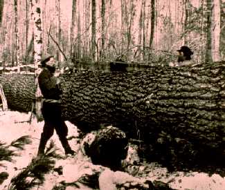 Big felled white pine being sawed in Minnesota
