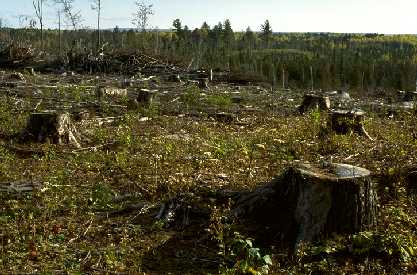 Purvis Lake Clearcut near Tower, MN, 1996 on state-administered public land