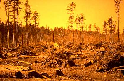 Debris left on ground during white pine logging near Winton, Minnesota