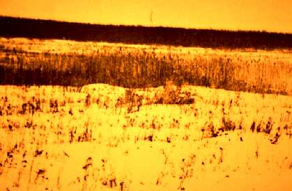 Cleared area after white pine logging in Minnesota