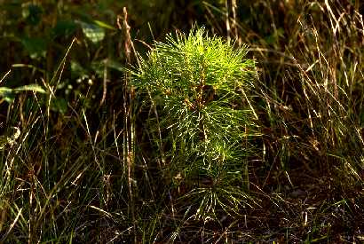 White pine seedling in Minnesota