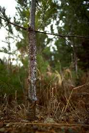 Young white pine with blister rust near Ely, MN