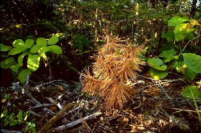 Rust-infected white pine near Ely, MN