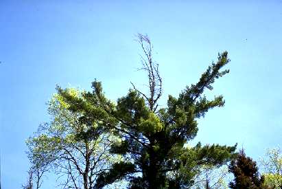 Dead top killed by blister rust near Ely, MN