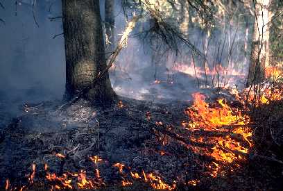 Fire at base of white pine near Ely, MN