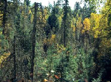 Dense forest resulting from unnatural overprotection from fire