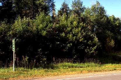 White pines on roadside