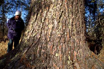 Person by one of few remaining huge white pines near Ely, MN