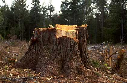 White pine stump in clearcut in Minnesota