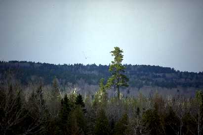 Lone white pine