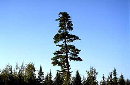 Lone white pine