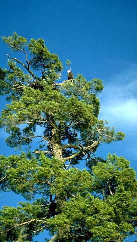 Eagle nest in white pine