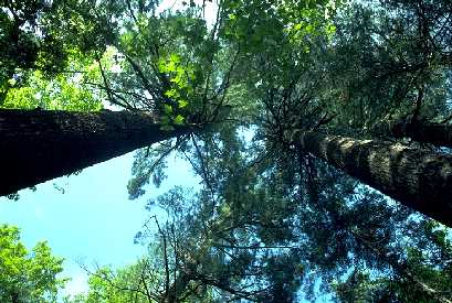 Looking up several trunks