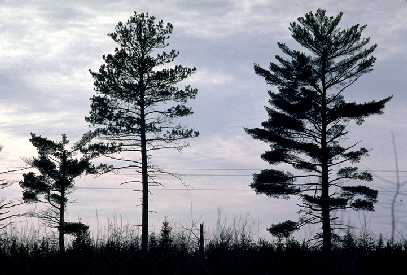 Red pine and white pine side by side