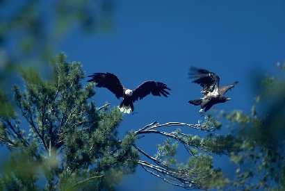 Eagle displacing young on white pine in BWCAW