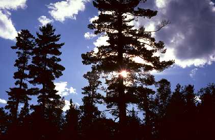 Sunburst through white pines on Ojibway Lake near Ely, MN