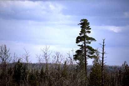 Cones in top of white pine