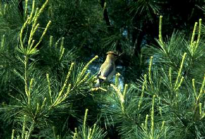 Cedar waxwing making nest in white pine