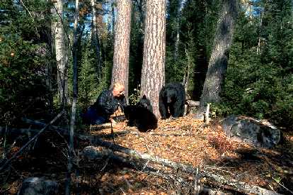 Researcher with wild bear family