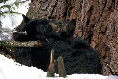 Mother black bear and cub at the base of their white pine