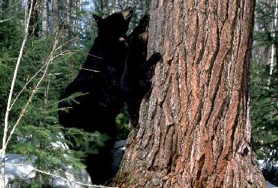 Mother black bear and cub going up the white pine