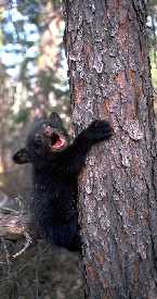 Black spruce with cub on it