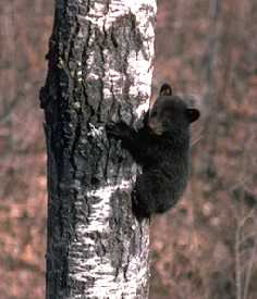 Black bear cub clinging to an aspen