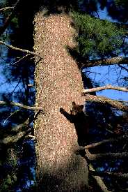 Cubs on white pine trunk