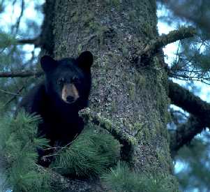 Cute bear in white pine