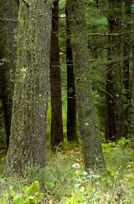 White pine trees