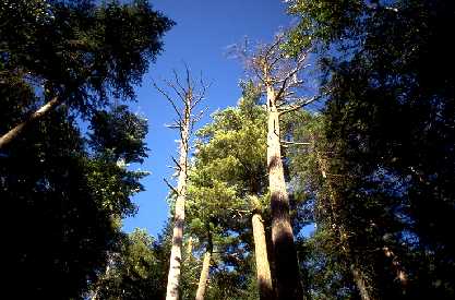 Dead and Dying white pines