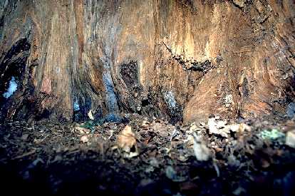 Hollow inside of white pine near Pietro Lake in BWCAW