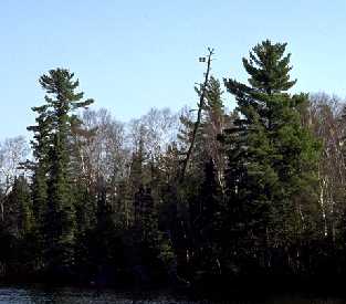 Eagles on tall snag on island in Eagles Nest Lake One near Ely, MN