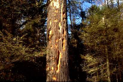 Woodpecker holes in dying white pine near Ely, MN