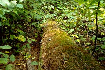 Rare white pine log in the Lost Forty old growth reserve in Minnesota