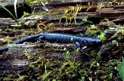 Salamander on mossy log