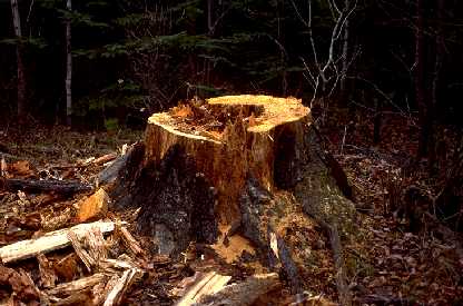 Cut dead white pine stump