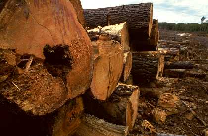 Clearcut near Orr, MN