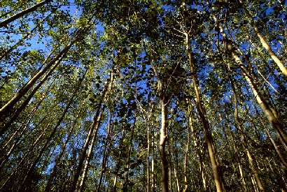 Low value aspen growing back after logging in Minnesota