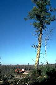 Big white pine about to be cut on Minnesota public land