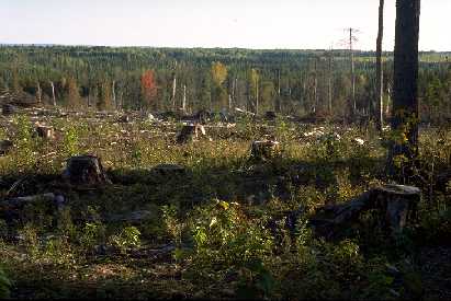 Clearcut near Purvis Lake on Minnesota public land near Tower, MN