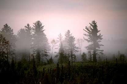 Misty white pines in distance