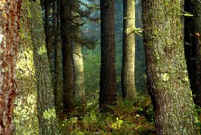 White pine trunks near Ely, MN