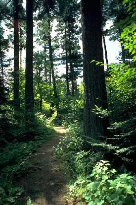 Walking path through white pines in grove on Highway 2 in Lake County, MN