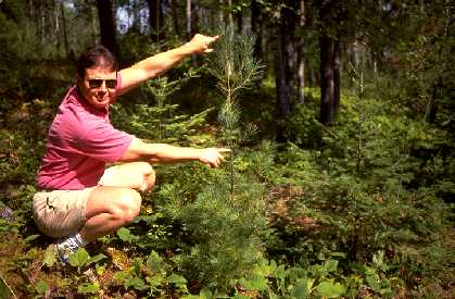 Tom showing white pine seedling