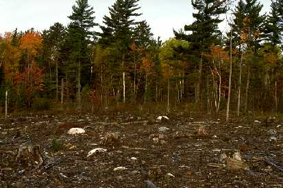 Clearcut with forest background