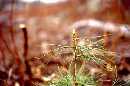 Seedling browsed by deer in Minnesota