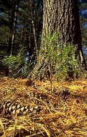 Seedling with larger white pine in background